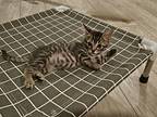 Curtis, Domestic Shorthair For Adoption In Warner Robins, Georgia