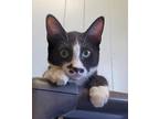 Kitten 25952 (benson), Domestic Shorthair For Adoption In Parlier, California
