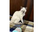 Shiloh, Siamese For Adoption In Goodyear, Arizona
