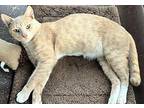 Peewee, Domestic Shorthair For Adoption In Sunnyvale, California