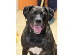 Maverick, Labrador Retriever For Adoption In Andover, New Jersey