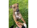 Truffles, Terrier (unknown Type, Medium) For Adoption In Waldorf, Maryland