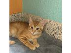 Lucario, Domestic Shorthair For Adoption In Fresno, California