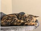 Hazelnut24, Domestic Shorthair For Adoption In Youngsville, North Carolina