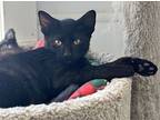 Lane, Domestic Shorthair For Adoption In Faribault, Minnesota