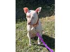 Sheba, American Pit Bull Terrier For Adoption In Haslet, Texas