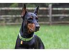 Dobel, Doberman Pinscher For Adoption In Greensboro, North Carolina