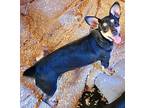 Speedy, Dachshund For Adoption In Santa Rosa, California