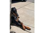 Athena, Doberman Pinscher For Adoption In Fleetwood, Pennsylvania