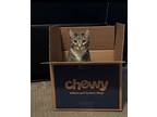 Jeffy (courtesy Post), Domestic Shorthair For Adoption In Mountain View