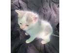 Zachary (young Kitten), Domestic Shorthair For Adoption In Spring Grove