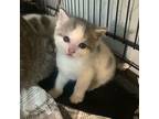 Bobby (young Kitten), Domestic Shorthair For Adoption In Spring Grove
