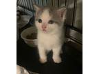 Georgie (young Kitten), Domestic Shorthair For Adoption In Spring Grove
