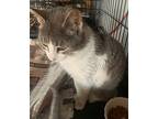 Gina (young Adult Female), Domestic Shorthair For Adoption In Spring Grove