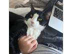 Zebedee, Domestic Shorthair For Adoption In Pawtucket, Rhode Island