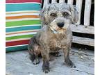 Emmett, Schnauzer (miniature) For Adoption In Los Angeles, California