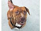 Whitney, American Pit Bull Terrier For Adoption In San Diego, California