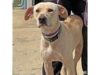 Cloverleaf, Labrador Retriever For Adoption In Washington, District Of Columbia