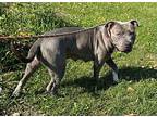 Bria, American Pit Bull Terrier For Adoption In Germantown, Ohio