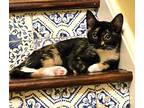 Shadow, Domestic Shorthair For Adoption In Rockford, Illinois