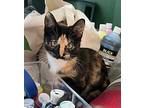 Autumn, Domestic Shorthair For Adoption In Rockford, Illinois