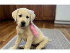 Star pink collar