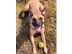 Adopt Millie a Tan/Yellow/Fawn Terrier (Unknown Type, Medium) / Mixed dog in