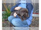 Labrador Retriever PUPPY FOR SALE ADN-835963 - AKC Choc Lab Pups NEED GREAT