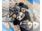American Bully-Cane Corso Mix PUPPY FOR SALE ADN-836087 - Precious Bully corso