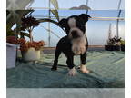 Boston Terrier PUPPY FOR SALE ADN-835972 - 5 Boston pups NEED HOMES