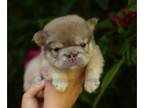 French Bulldog PUPPY FOR SALE ADN-835928 - Big rope fluffy Frenchie
