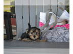 Yorkshire Terrier-Zuchon Mix PUPPY FOR SALE ADN-835970 - Liter of 6 Cute Pups