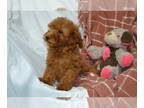 Poodle (Toy) PUPPY FOR SALE ADN-835979 - Poodle liter pups NEED A HOME