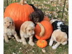 Poodle (Miniature)-Poodle (Standard) Mix PUPPY FOR SALE ADN-836131 - Standard