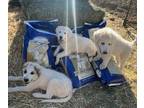 Anatolian Shepherd-Great Pyrenees Mix PUPPY FOR SALE ADN-836094 - LGD puppies