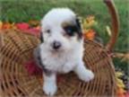 Bernedoodle Puppies!! - Bernese/Mini Poodle