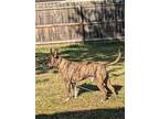 Frankie, American Staffordshire Terrier For Adoption In Greenville, Ohio