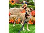 Fred, Terrier (unknown Type, Small) For Adoption In New York, New York