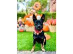 Spike, Miniature Pinscher For Adoption In New York, New York