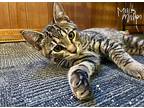 Pepper, Domestic Shorthair For Adoption In Mead, Washington