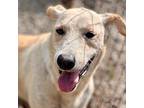 Leslie, Labrador Retriever For Adoption In Louisville, Kentucky