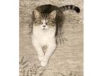 Mirabel, Domestic Shorthair For Adoption In Sunnyvale, California