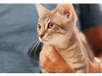 Yeji, Domestic Shorthair For Adoption In Richardson, Texas