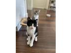 Houge, Domestic Shorthair For Adoption In Sunnyvale, California