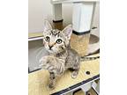 Truffle, Domestic Shorthair For Adoption In Holland, Michigan