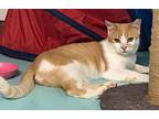Wyatt, Domestic Shorthair For Adoption In Fayetteville, Arkansas