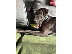 Arabella, American Staffordshire Terrier For Adoption In White Plains, New York