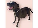 Lilly, Labrador Retriever For Adoption In Rockville, Maryland