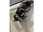 Midnight, Labrador Retriever For Adoption In Brooksville, Kentucky
