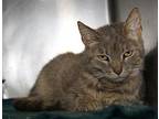 Sundae, Domestic Shorthair For Adoption In Marietta, Ohio